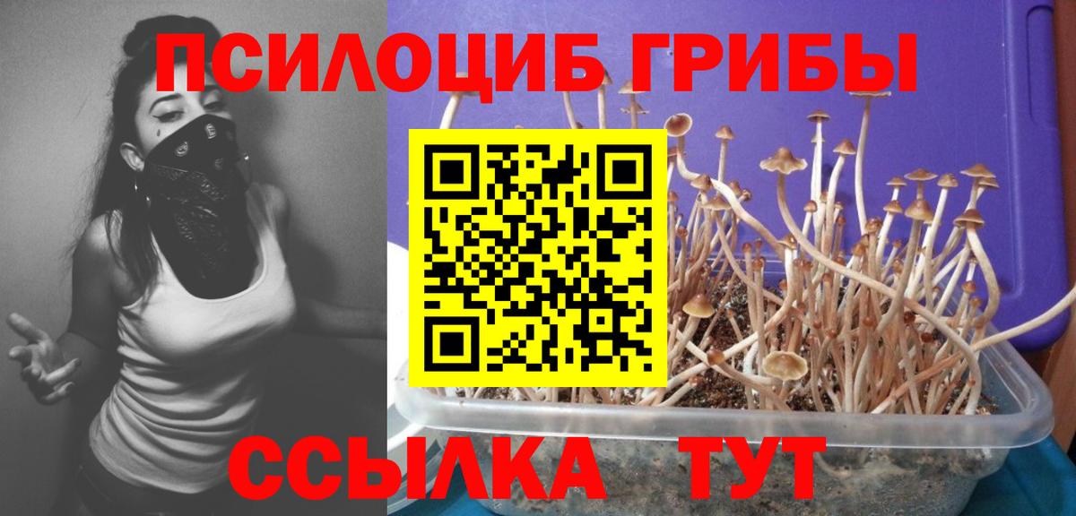 Кировск  Псилоцибиновые грибы Psilocybine cubensis  Вход с VPN  Псилоцибиновые грибы прущие грибы 